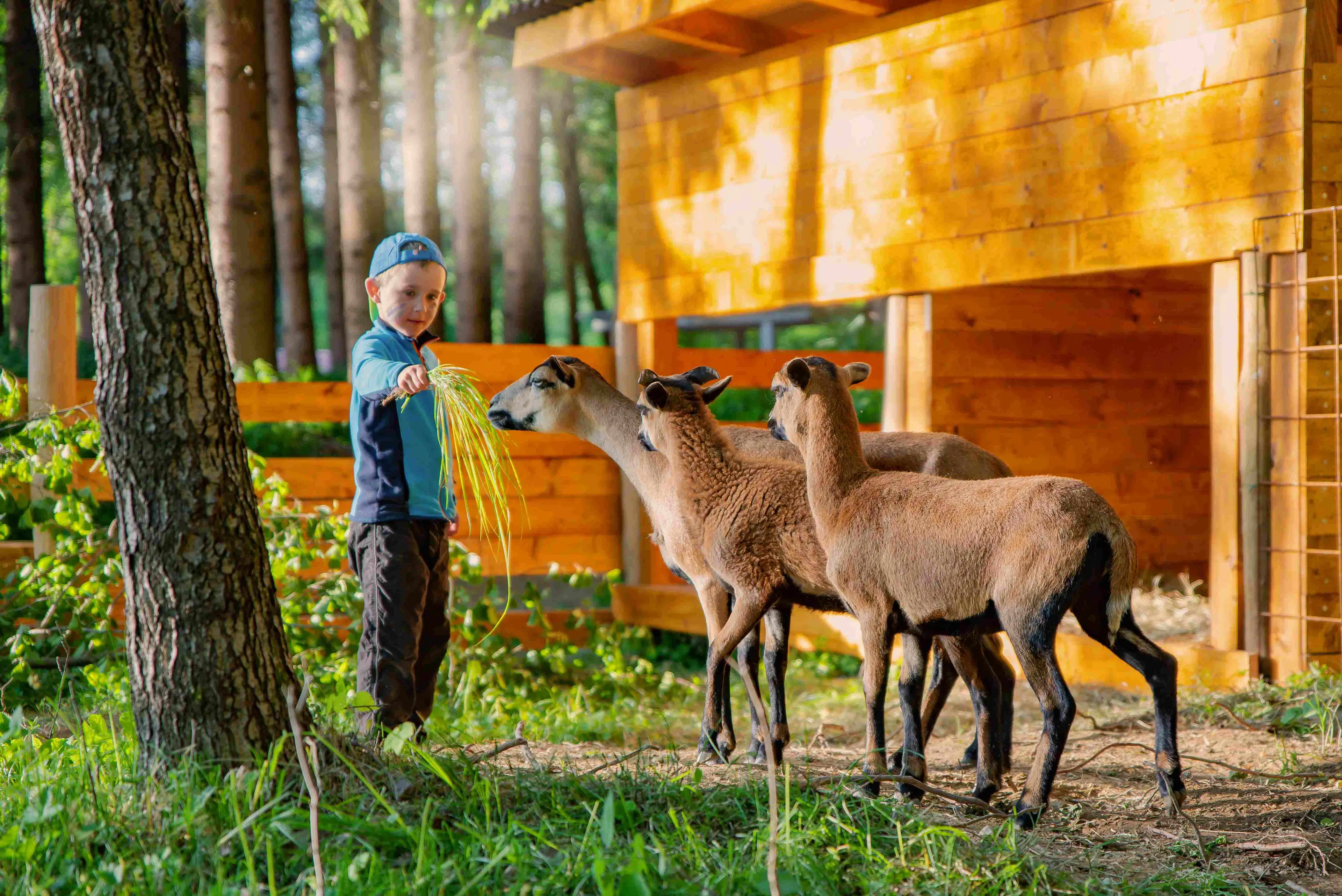 Kanak - půjčovna lodí, kemp Branná carousel-image-14