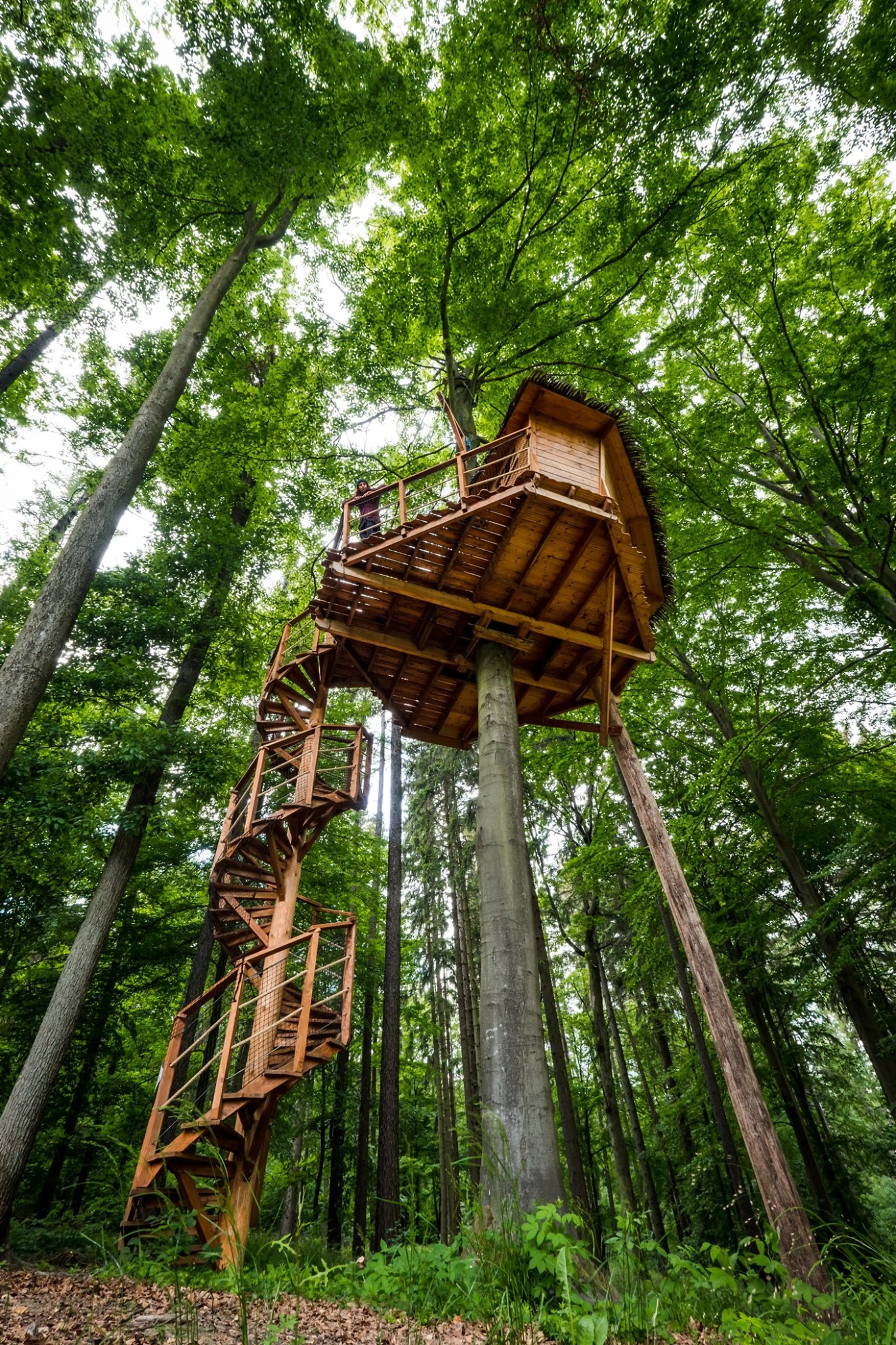 Tree House carousel-image-3